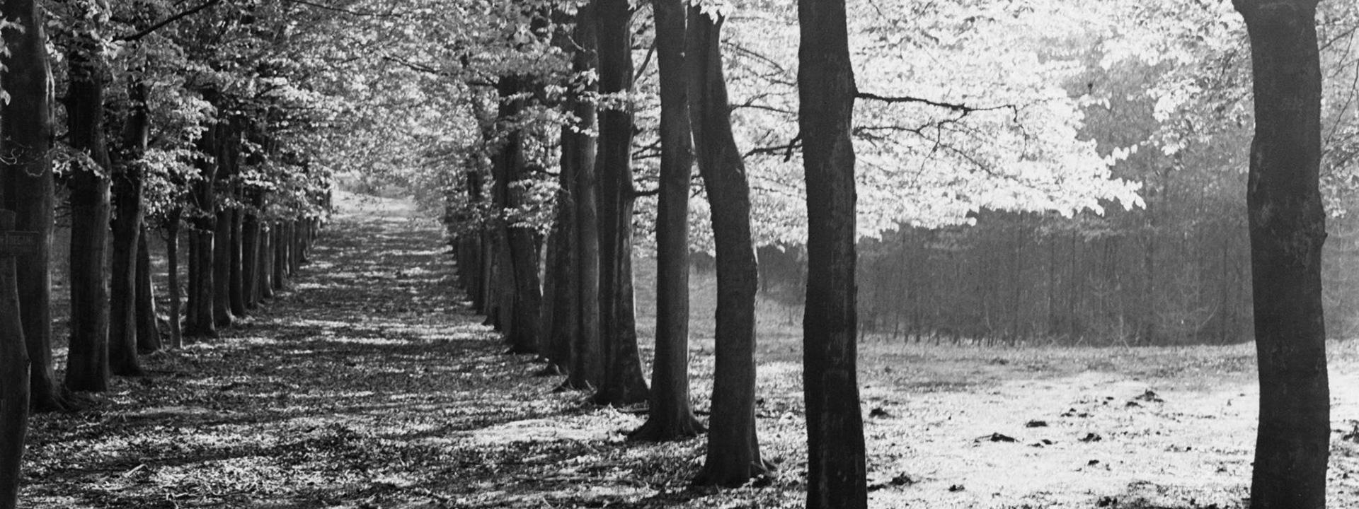 A row of trees